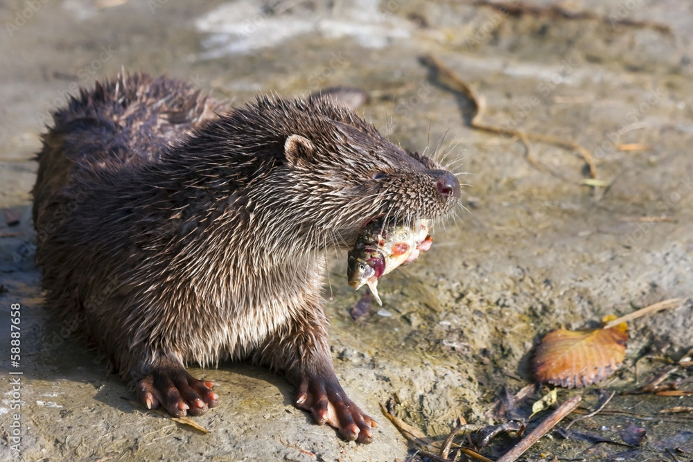 Young European otter (Lutra lutra) eats a catched fish Young European otter (Lutra lutra) eats a catched fish