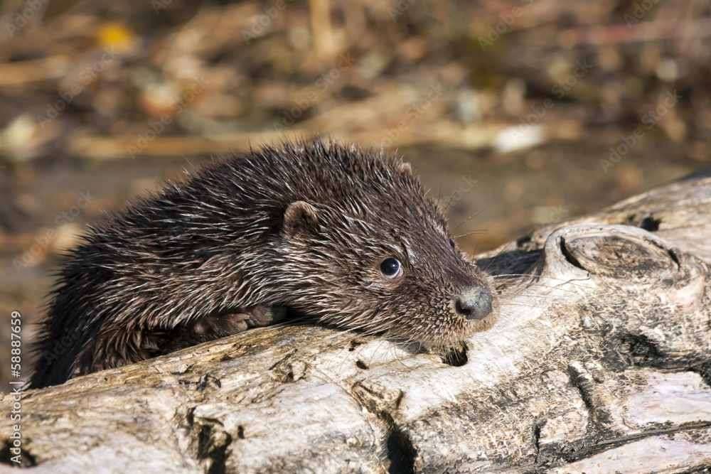 Young European otter (Lutra lutra) Young European otter (Lutra lutra)