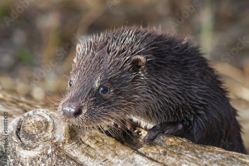Young European otter (Lutra lutra)