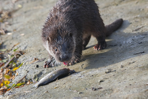 Young European otter (Lutra lutra) eats a catched fish