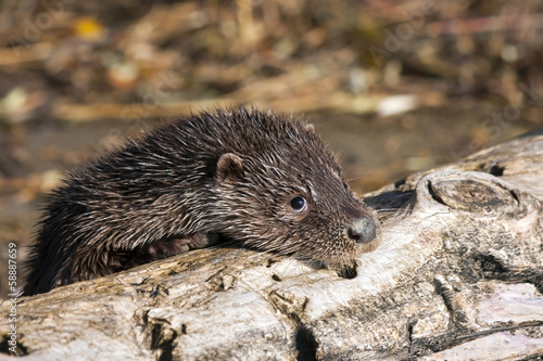 Young European otter (Lutra lutra)