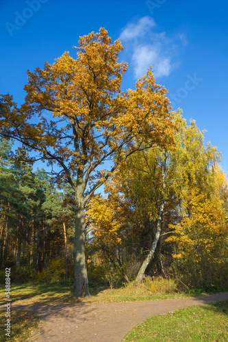 Oak tree and birch in autumn.