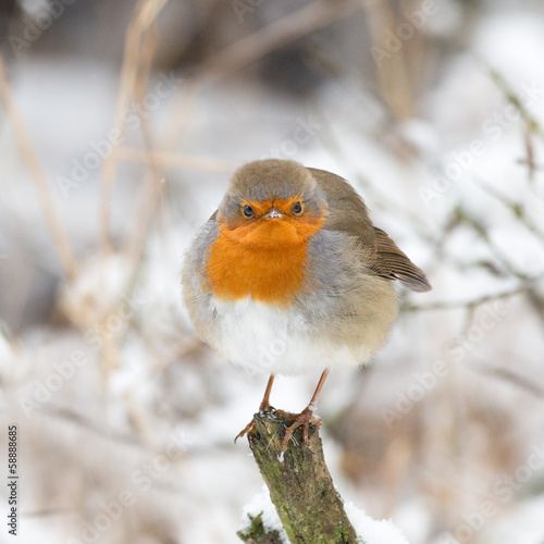 Winter robin bird photo