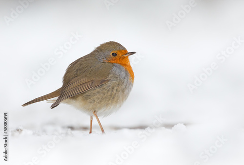 Winter robin bird