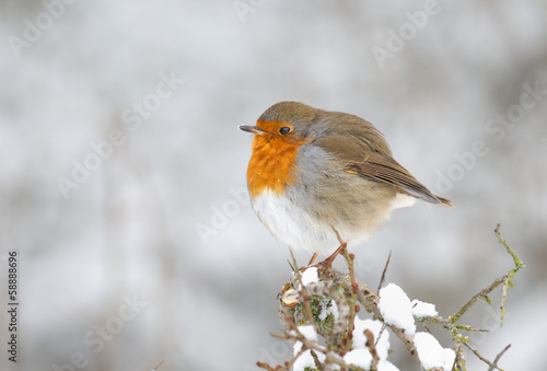 Robin bord in wintertime © Menno Schaefer
