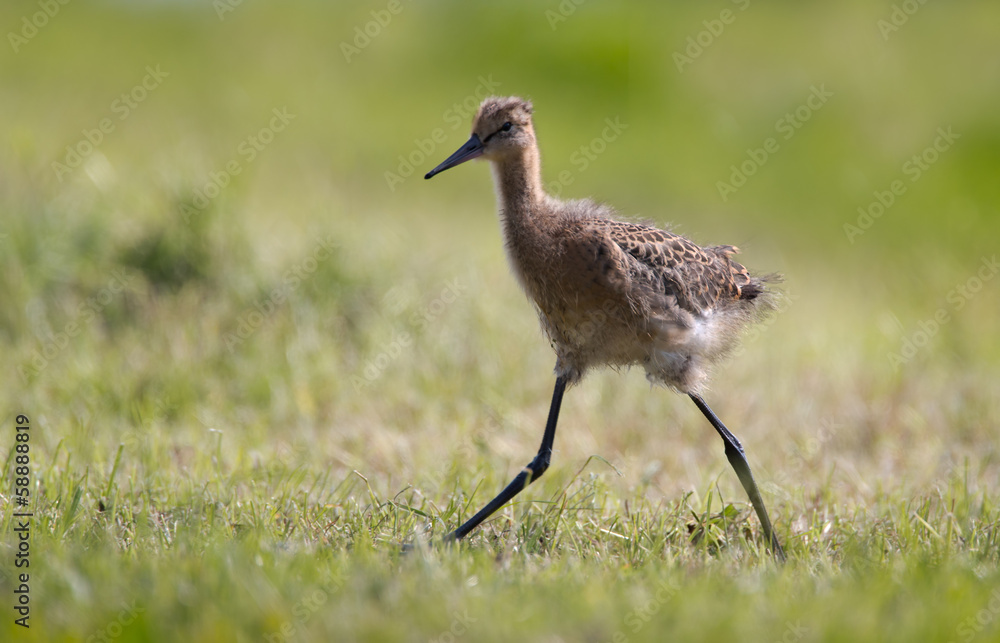 Black tailed godwit chicken Black tailed godwit chicken