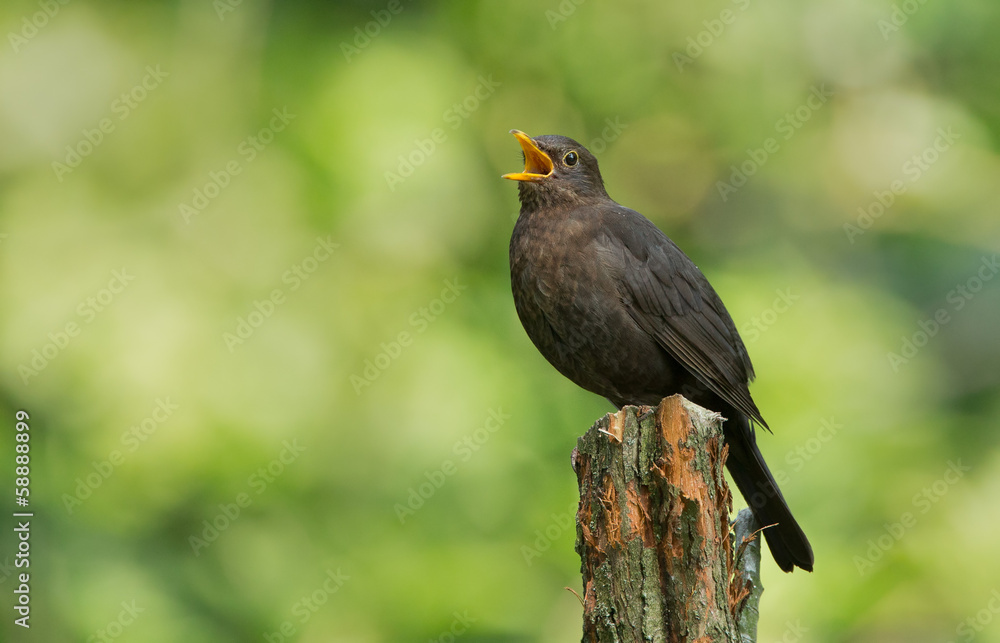 Blackbird female Blackbird female