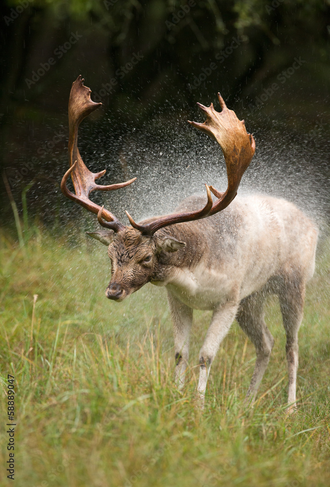 Fallow deer standing in the rain during running season Fallow deer standing in the rain during running season
