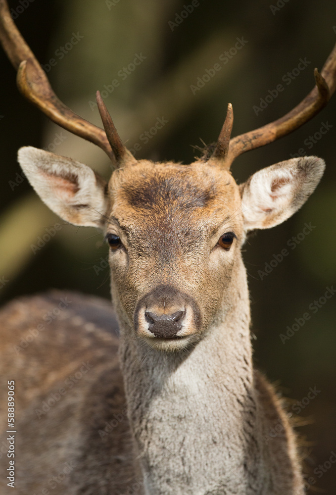 Portrait of a Fallow deer during the rutting season Portrait of a Fallow deer during the rutting season
