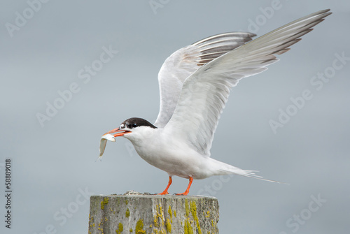 Common Tern, artic tern photo