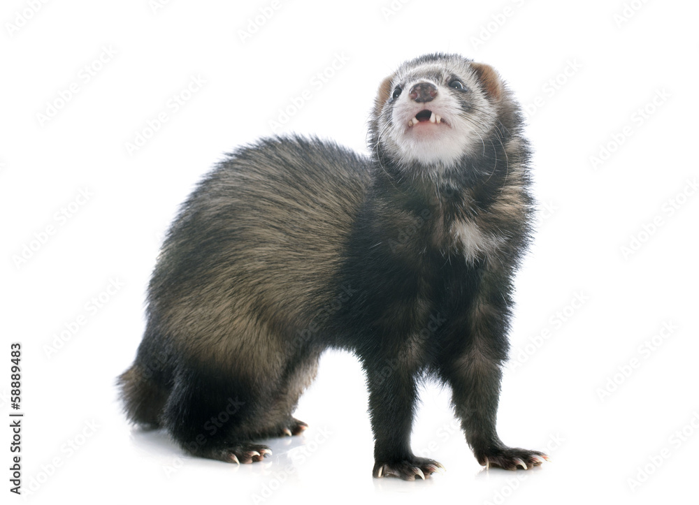 brown ferret brown ferret