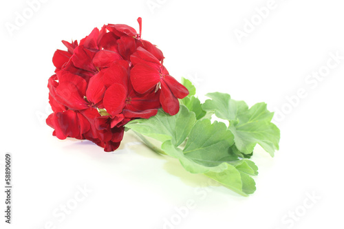 Fototapeta Naklejka Na Ścianę i Meble -  rote Geranie mit Blüten