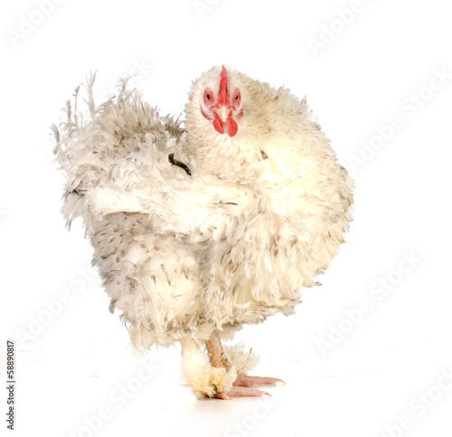 Photography chicken
