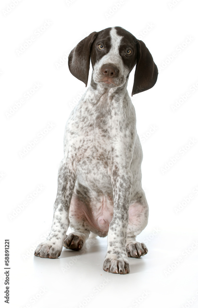 german shorthaired pointer puppy