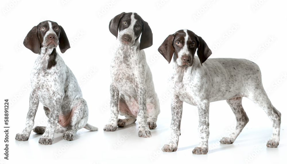 three puppies three puppies