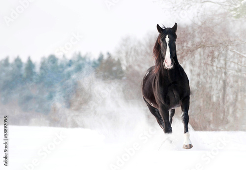 Piękny czarny ogier biegający zimą