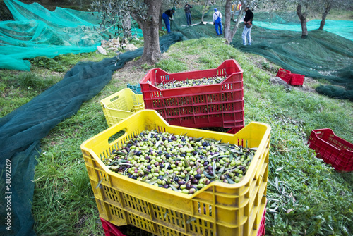 Harvest time in olive garden