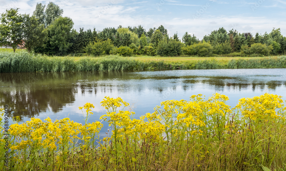 Summer landscape with blooming Tansy Ragwort on the banks of the