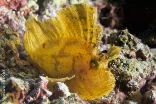 Yellow scorpion Leaf fish portrait photo