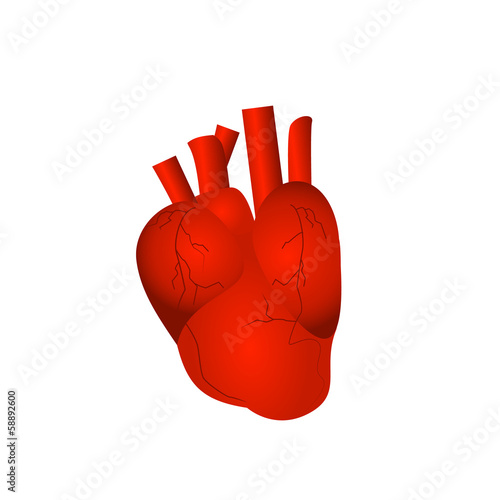 heart
