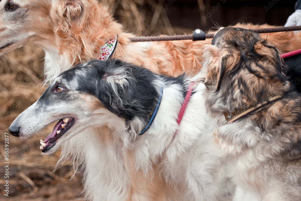 Fototapeta premium Borzoi dog portrait on dry grass background