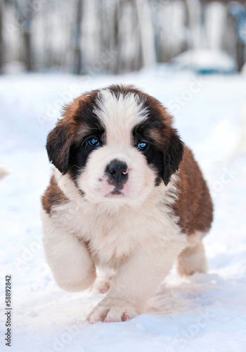 Fototapeta Naklejka Na Ścianę i Meble -  Adorable saint bernard puppy running in winter
