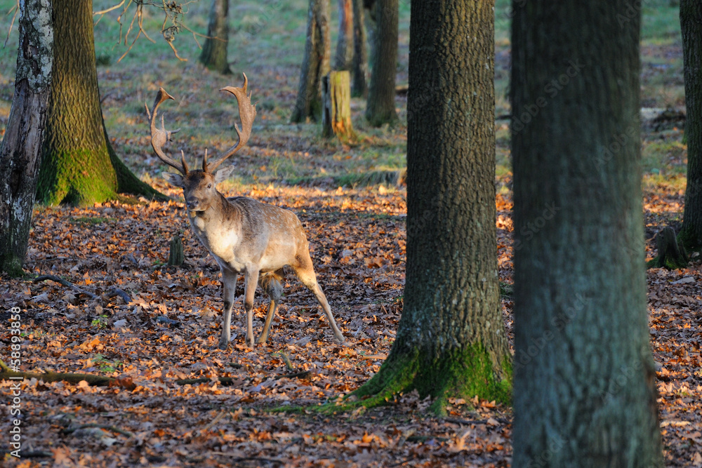 Damhirsch Damhirsch