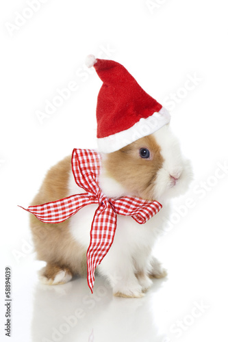 Wallpaper Mural Weihnachtshäschen Torontodigital.ca