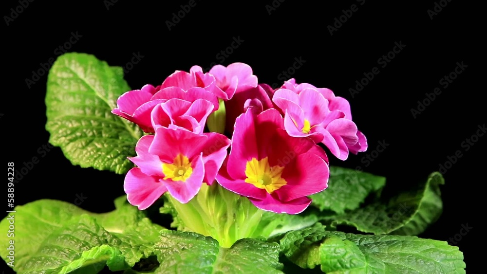Flowering pink primula on the black background (Primula vulgaris Flowering pink primula on the black background (Primula vulgaris