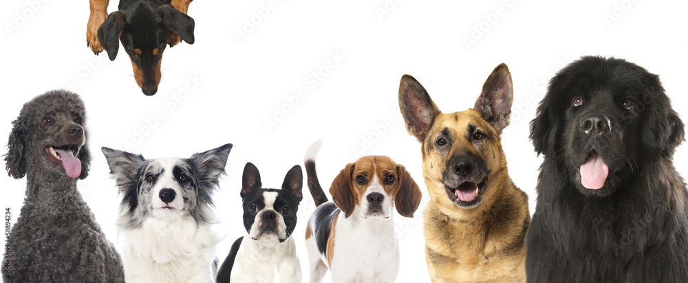 Pedigree dogs - Rassehunde Pedigree dogs - Rassehunde