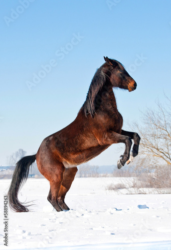 Beautiful bay horse rearing up on the meadow in winter
