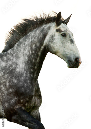 Portrait of grey galloping horse isolated