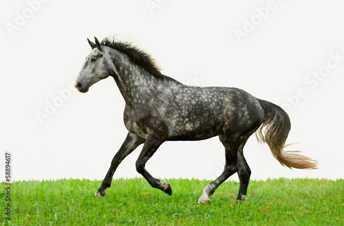 Grey horse running on the grass isolated on white