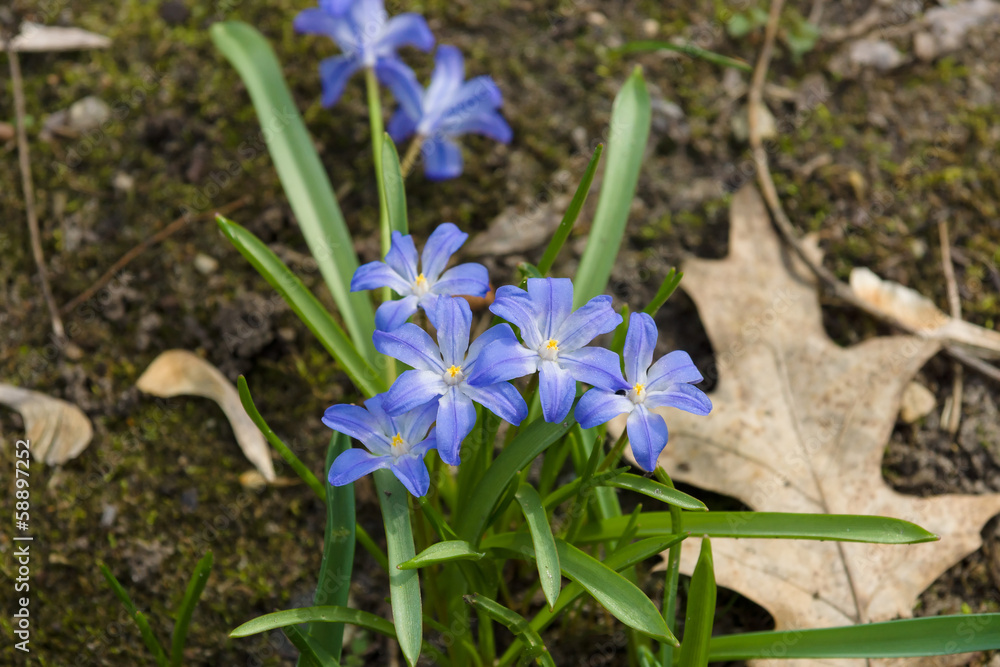 Chionodoxa luciliae Boiss bloom in the garden. Chionodoxa luciliae Boiss bloom in the garden.