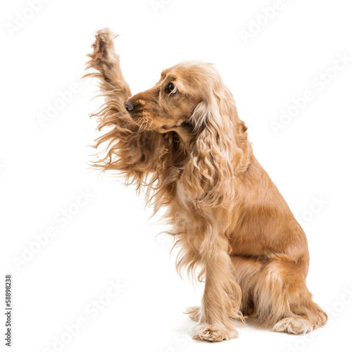 red dog breed Spaniel gives paw photo