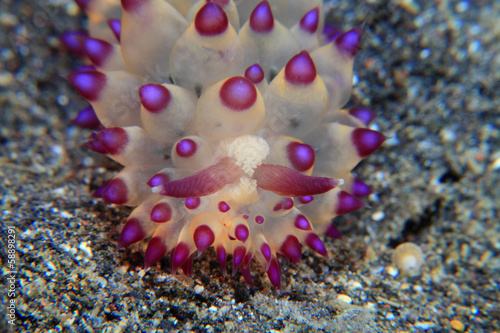 Colorful nudibranch (Janolus sp.) photo