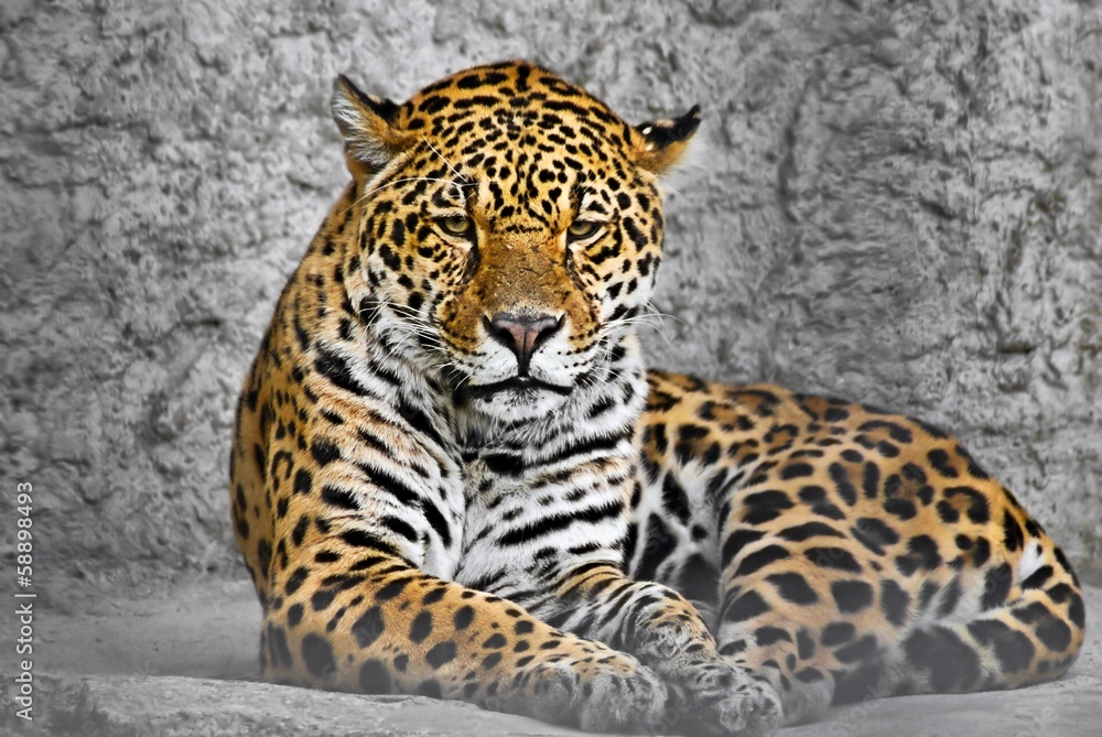 Obraz premium Jaguar (Panthera onca), cat in a cage