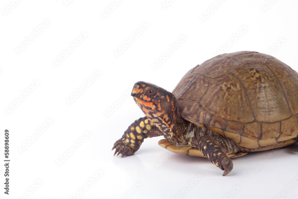 Turtle Turtle