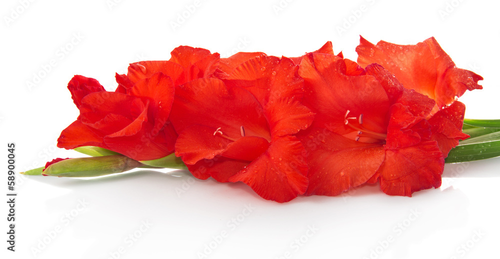 Red flowers isolated on white Red flowers isolated on white