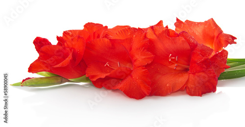 Red flowers isolated on white