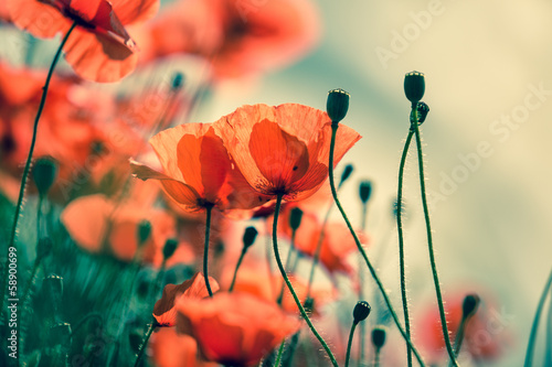 Fototapeta Naklejka Na Ścianę i Meble -  Mohnblumen auf Sommerwiese