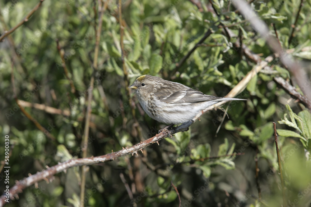 Lesser redpoll, Carduelis cabaret Lesser redpoll, Carduelis cabaret