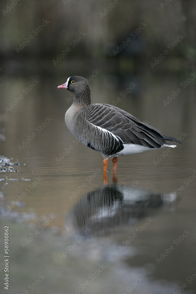 Lesser white-fronted goose, Anser erythropus Lesser white-fronted goose, Anser erythropus