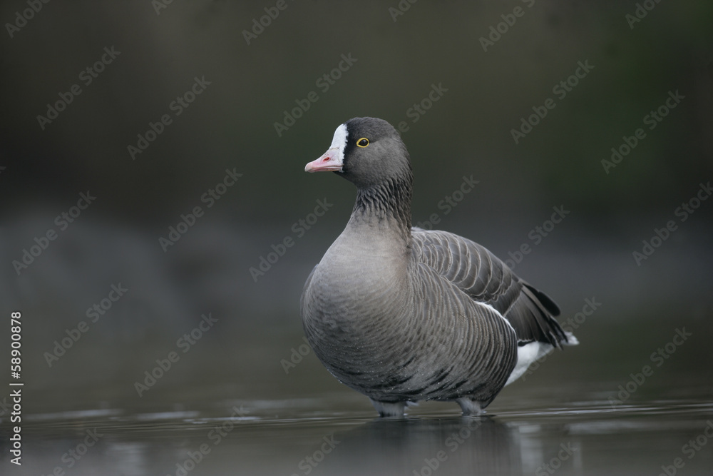 Lesser white-fronted goose, Anser erythropus Lesser white-fronted goose, Anser erythropus