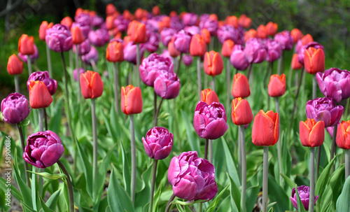 Fototapeta Naklejka Na Ścianę i Meble -  garden with blooming tulips