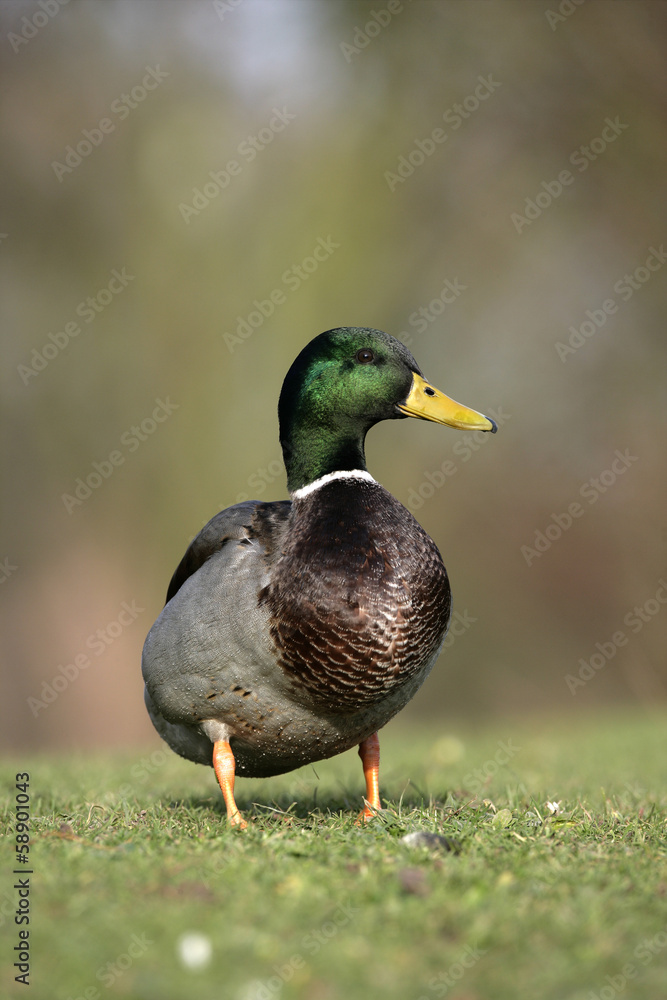 Fototapeta premium Mallard, Anas platyrhynchos