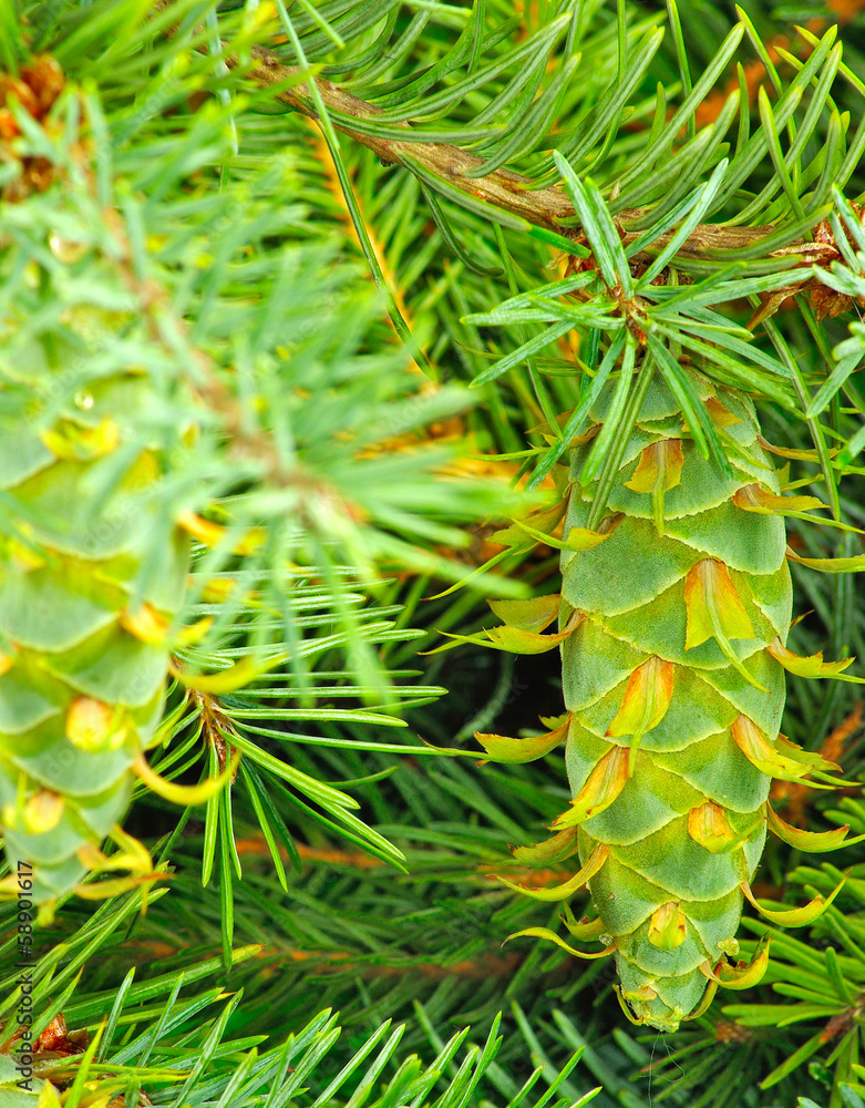 Naklejka premium fir cone