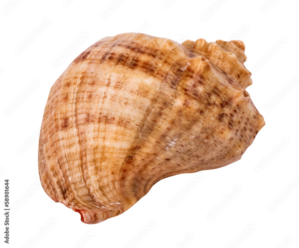 marine seashell isolated on white background