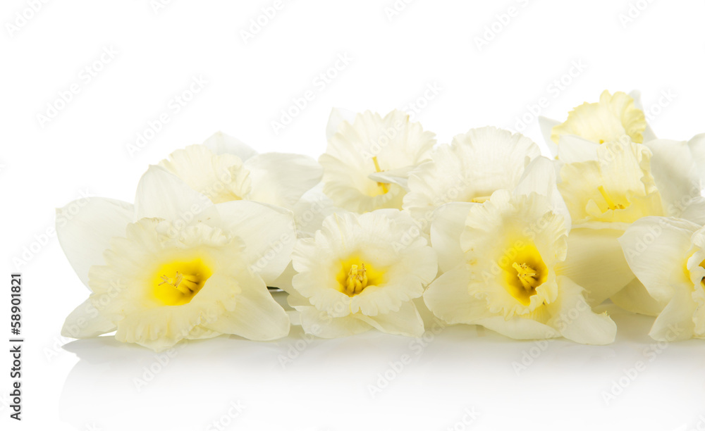 The white, gentle spring flowers The white, gentle spring flowers
