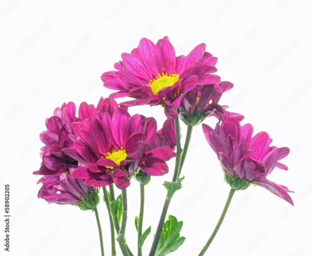 菊 菊